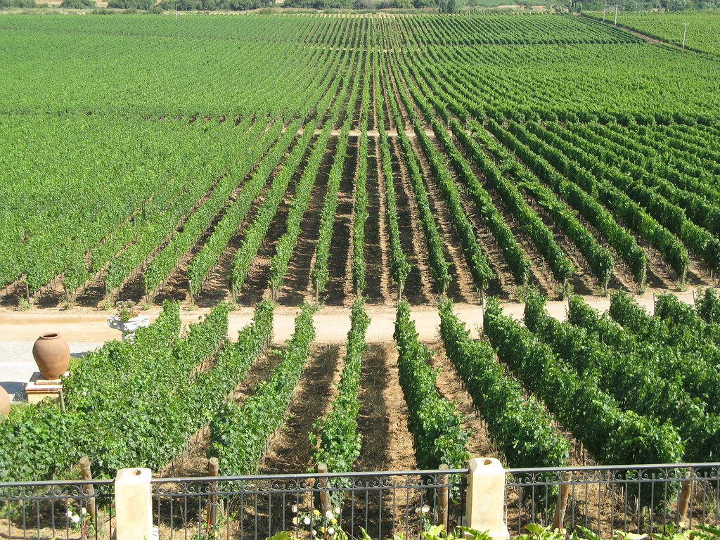 Rows of green vines at a Chilean vineyard in the Central Valley